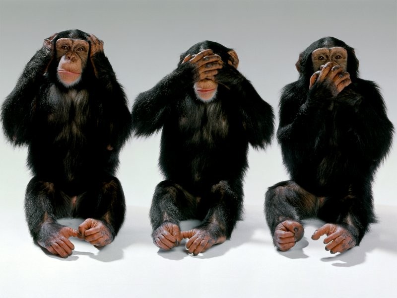 wildlife-monkeys-hear-no-evil-see-no-evil-speak-no-evil1.jpg