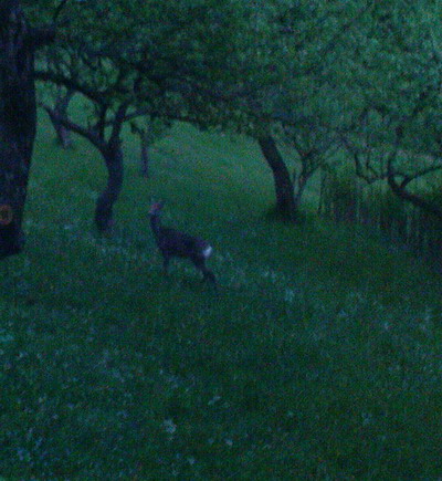 7.5.2009 007a.jpg