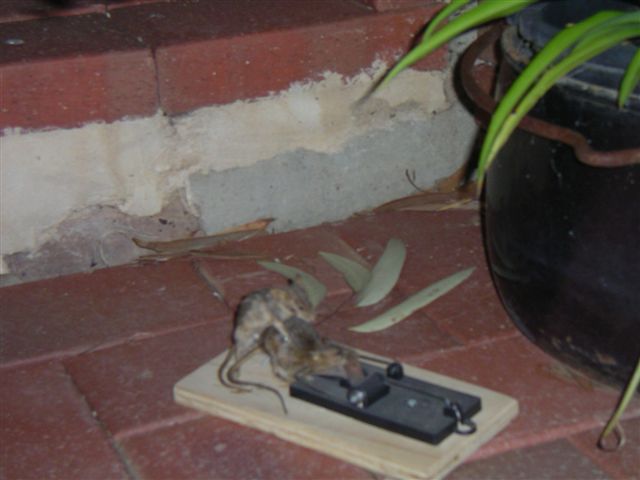 mouse1.jpg